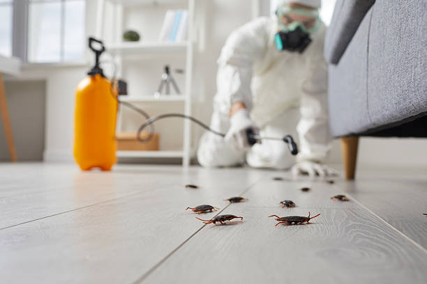 Commercial Rodent Management in Allentown